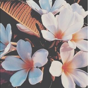 Meet your Posher, Shannah